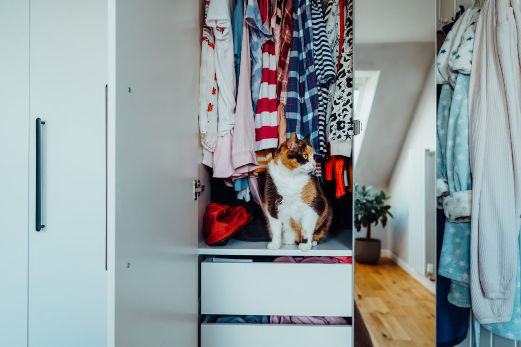 Cute multicolor cat sitting among the clothes in the open closet. Como cuidar tus prendas impresas con DTF. Viva DTF venta de transfer DTF por metros